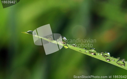 Image of rain dripped on green herb