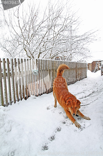 Image of redhead dog in rural courtyard