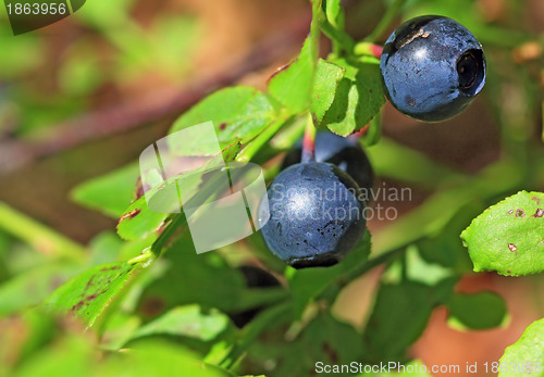 Image of ripe whortleberry on timber background