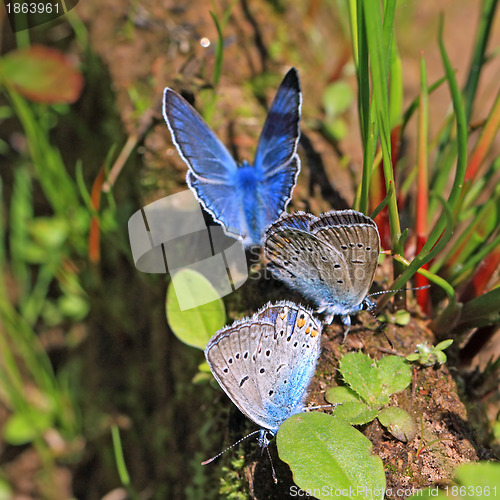 Image of blue butterflies on field herb