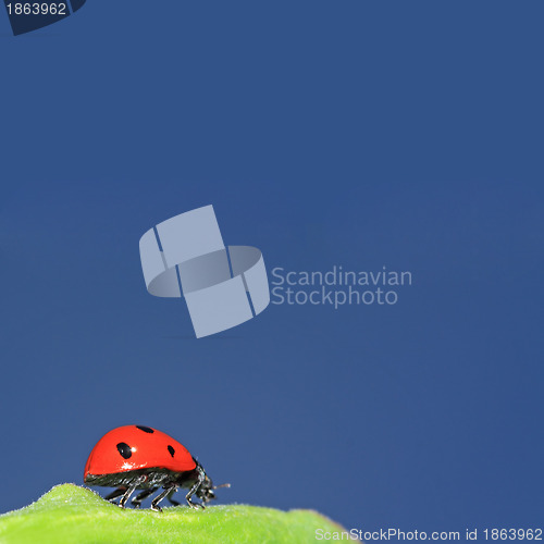 Image of ladybug on green herb under blue sky