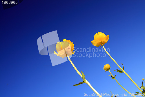 Image of globe-flower on celestial background 