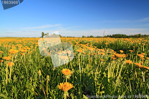 Image of yellow dandelions on spring field