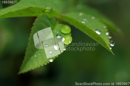 Image of rain dripped on green herb