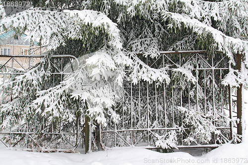 Image of old iron fence near fir trees