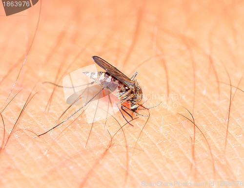 Image of big midge on human hand