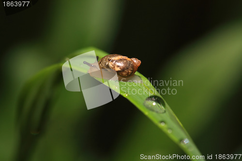 Image of snail on herb amongst rain dripped