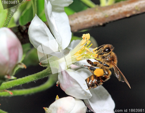 Image of yellow wasp on aple tree flower