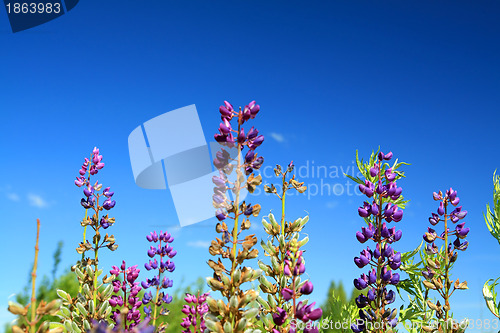 Image of blue lupines on blue background