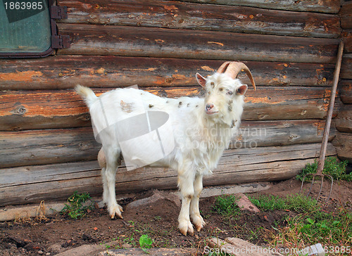 Image of nanny goat near rural building 
