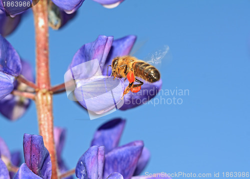 Image of bee with pollen on turn blue lupine