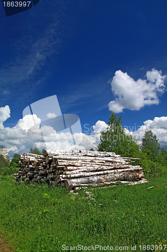 Image of sawn up tree 