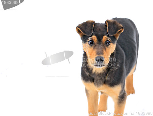 Image of stray dog on white background