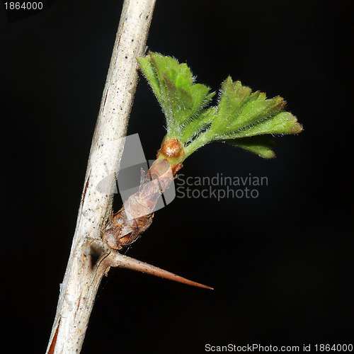 Image of wild rose on black background