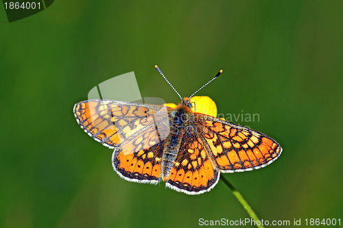 Image of orange butterfly amongst green herb