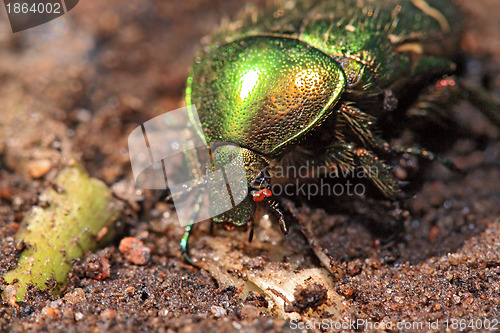 Image of cockchafer on wet sand