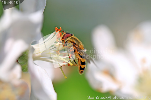 Image of wasp on white flower of the aple trees