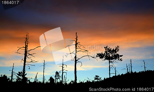 Image of wood silhouette on celestial background