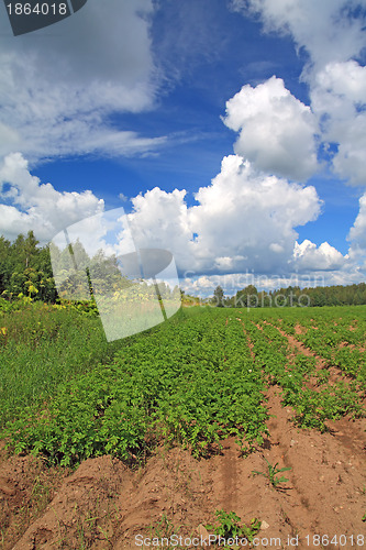 Image of potato field 