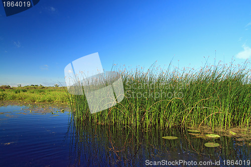 Image of marsh herb