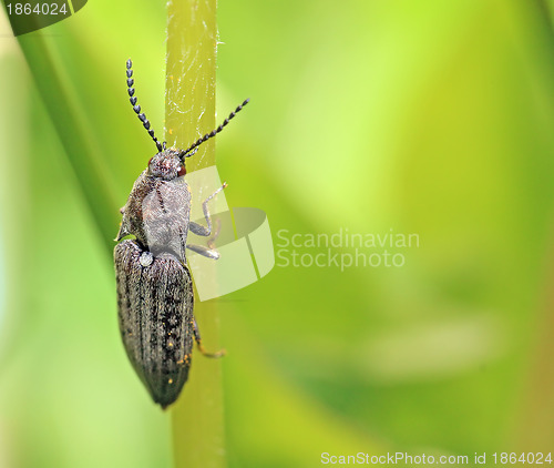 Image of big bug on green background