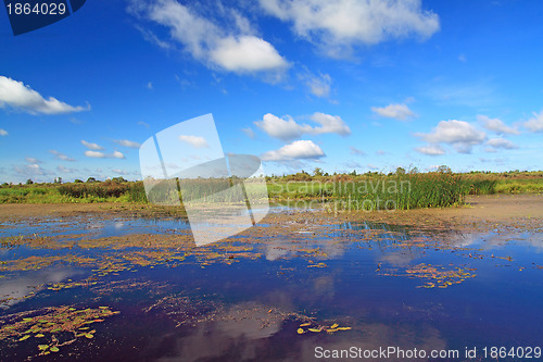 Image of summer marsh under cloudy sky