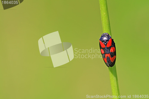 Image of red bug on green background