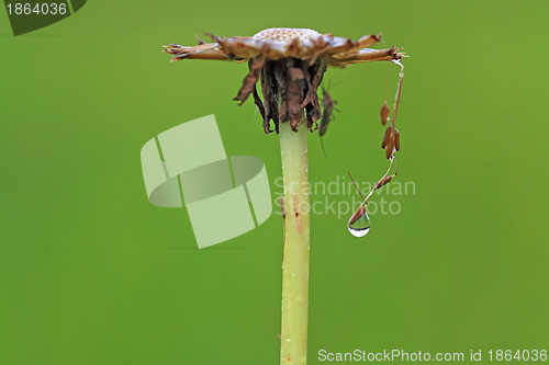 Image of rain dripped on green herb