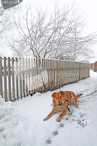 Image of redhead dog in rural courtyard