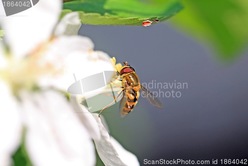 Image of wasp on flowering aple tree