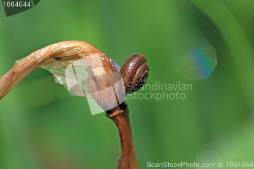 Image of small snail on wet herb