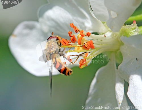 Image of wasp on flowering aple tree