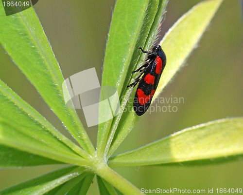 Image of red bug on green sheet