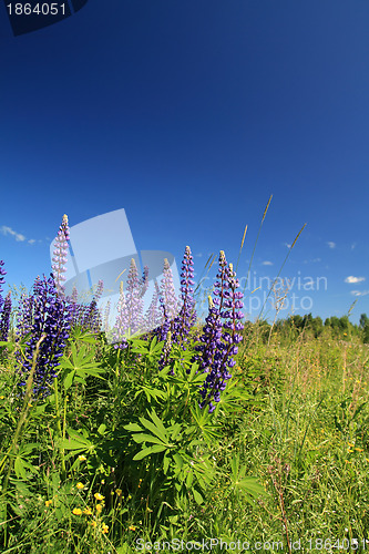 Image of blue lupines on blue background