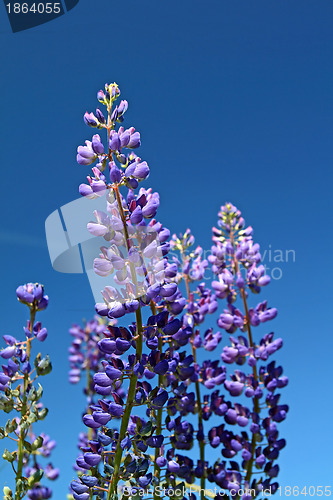 Image of blue lupines on summer field