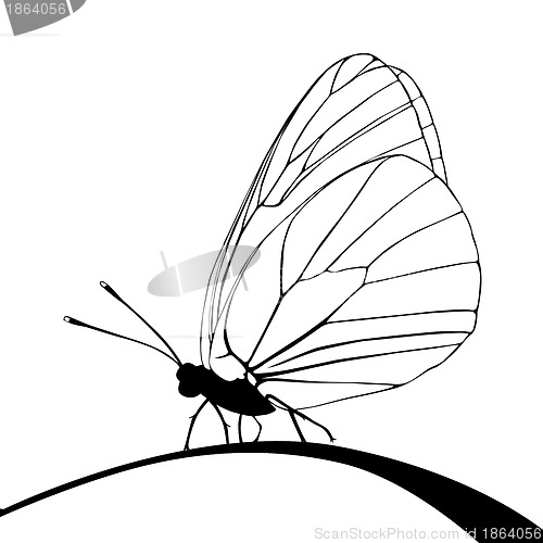 Image of butterfly silhouette on white background