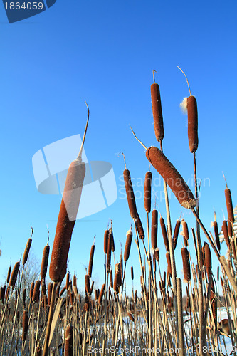 Image of dry bulrush on celestial background