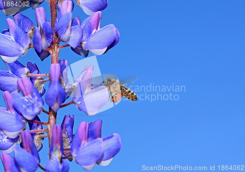 Image of bee on blue lupine