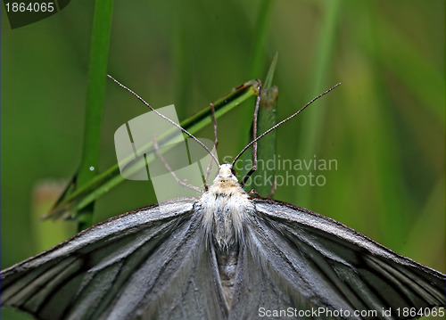 Image of darkenning butterfly on green background