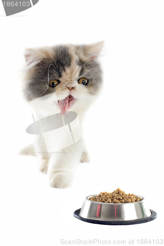 Image of persian kitten and cat food