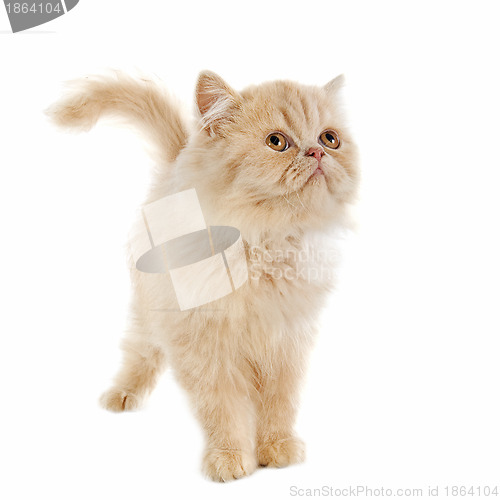 Image of persian kitten