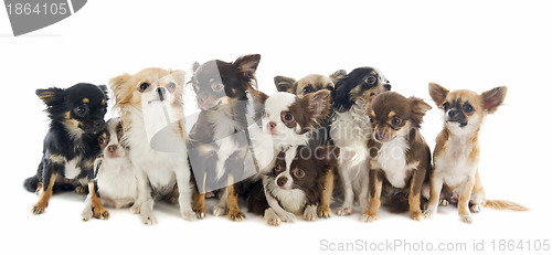 Image of chihuahuas