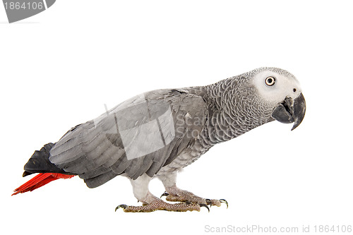 Image of African Grey Parrot 