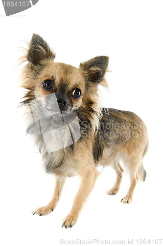 Image of chihuahua