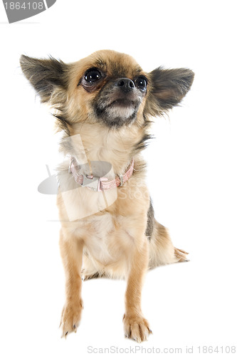 Image of brown  chihuahua