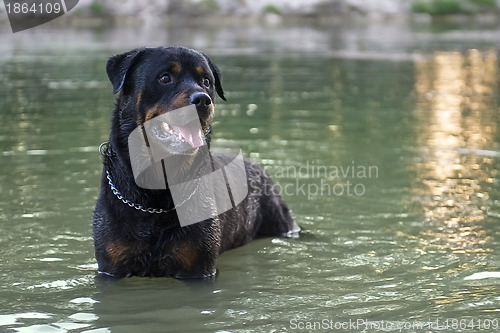 Image of wet rottweiler