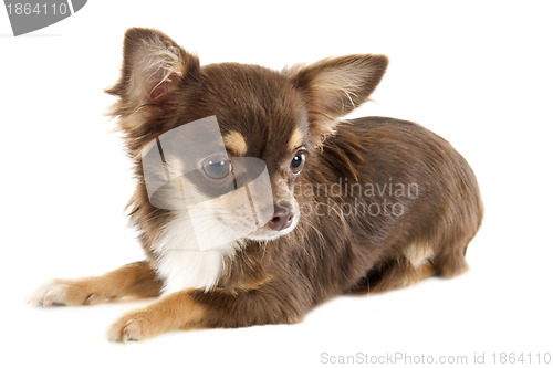 Image of puppy chihuahua