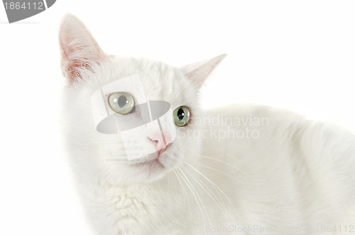 Image of white cat