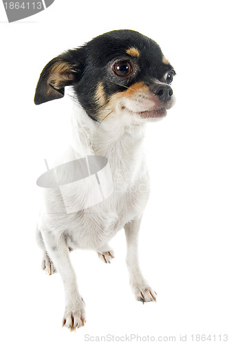 Image of chihuahua