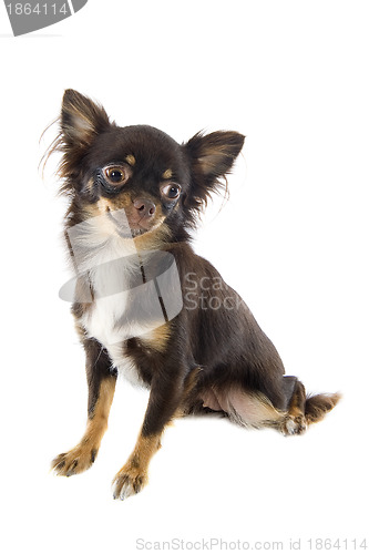 Image of puppy chihuahua